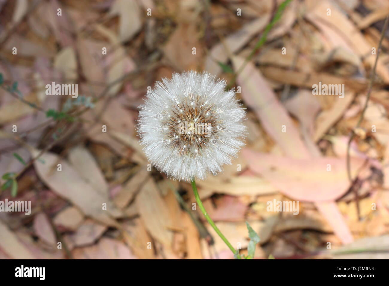 Unseen nature hi-res stock photography and images - Alamy