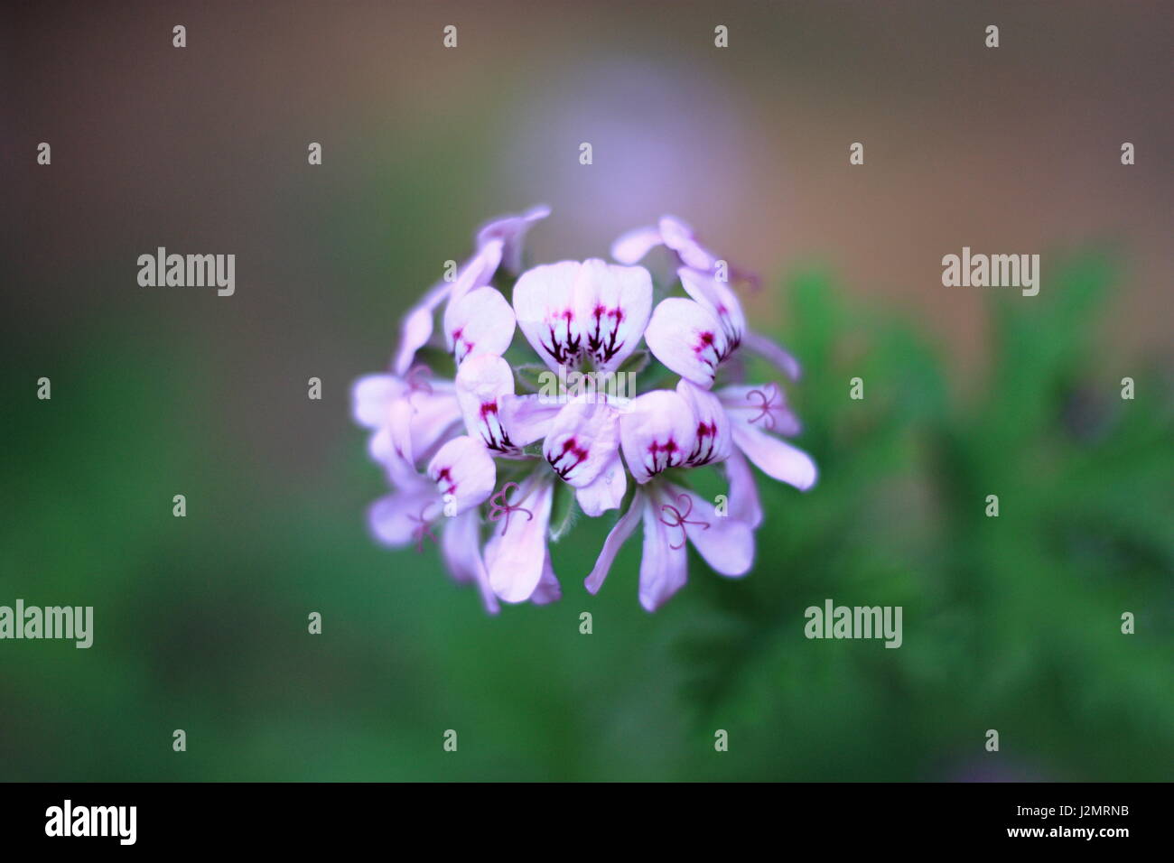 Unseen nature hi-res stock photography and images - Alamy