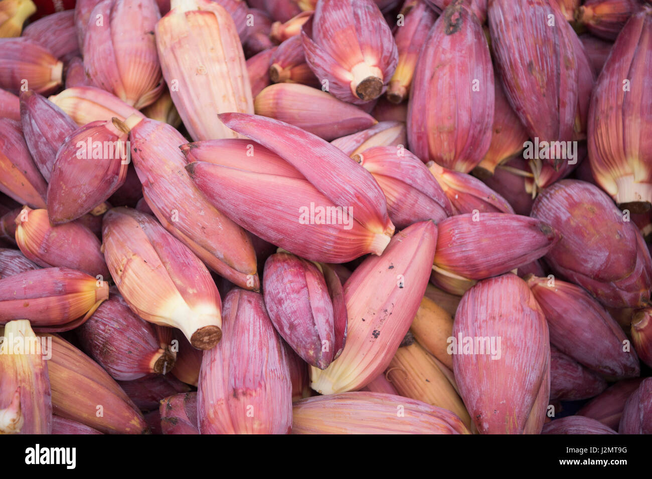Banana Flowers at the Taalat Sao market in the city of vientiane in