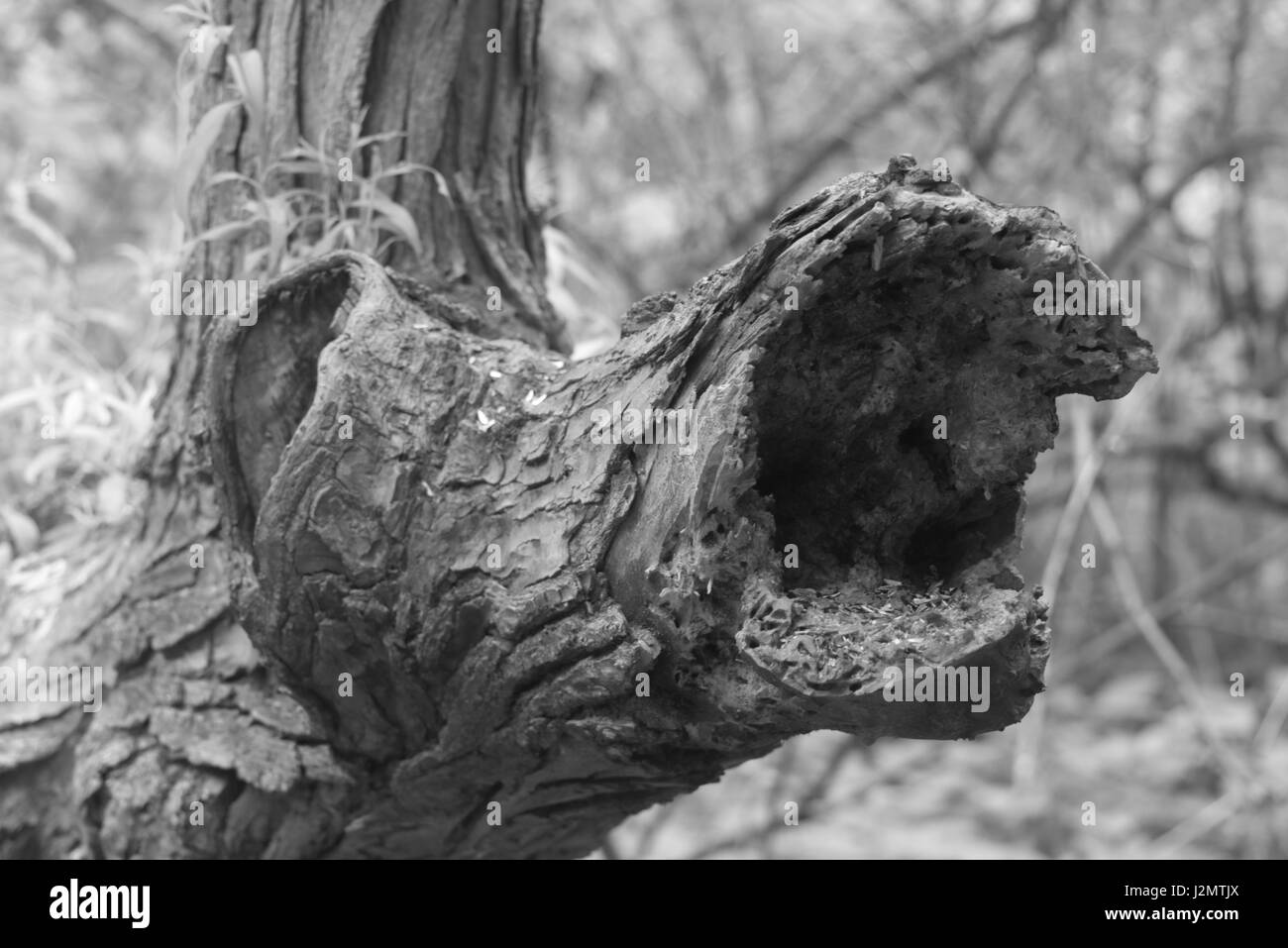 Black and White photos wildlife, plants, trees Stock Photo