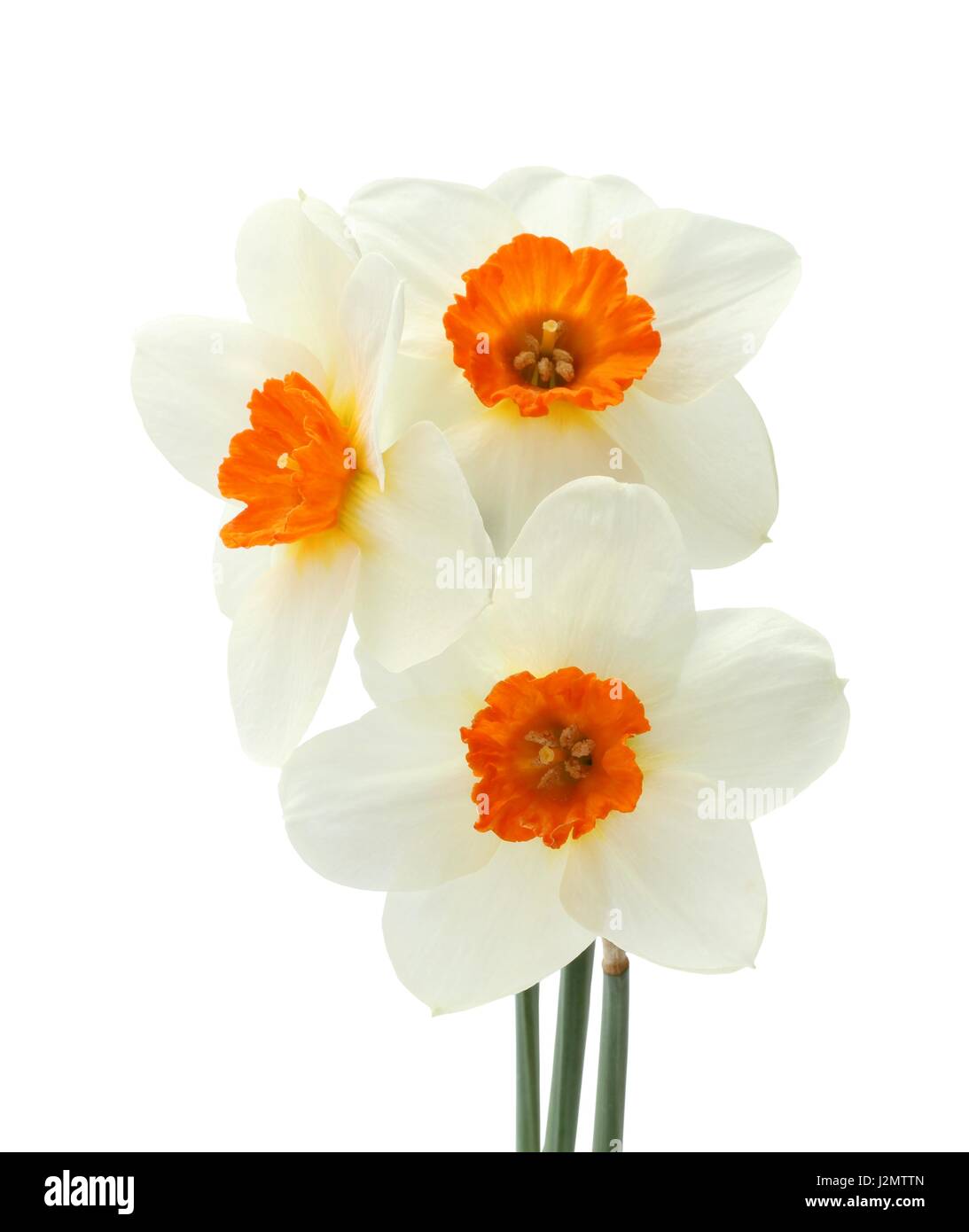 Bouquet of three daffodils isolated on white background Stock Photo - Alamy