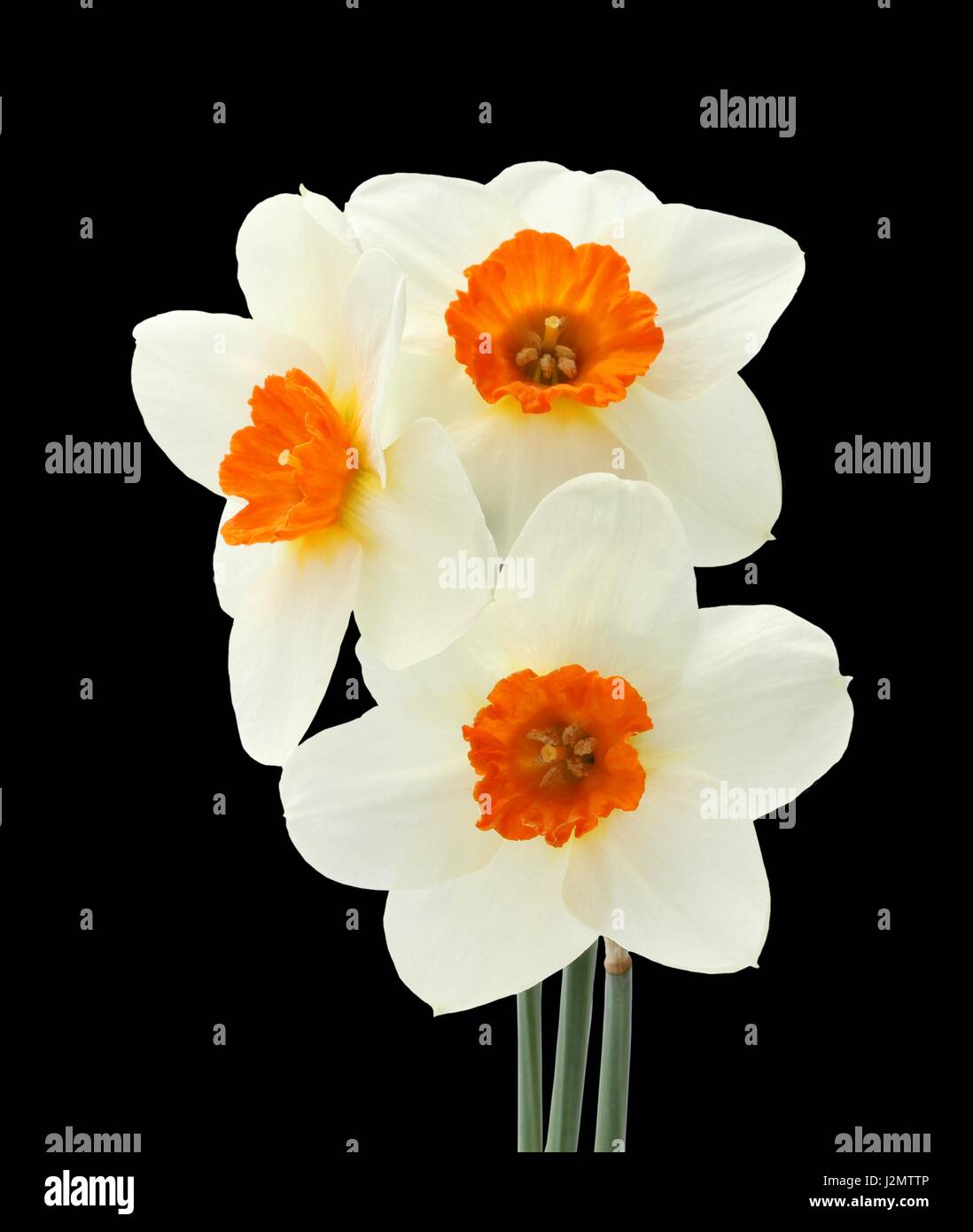 Bouquet of three daffodils isolated on black background Stock Photo - Alamy
