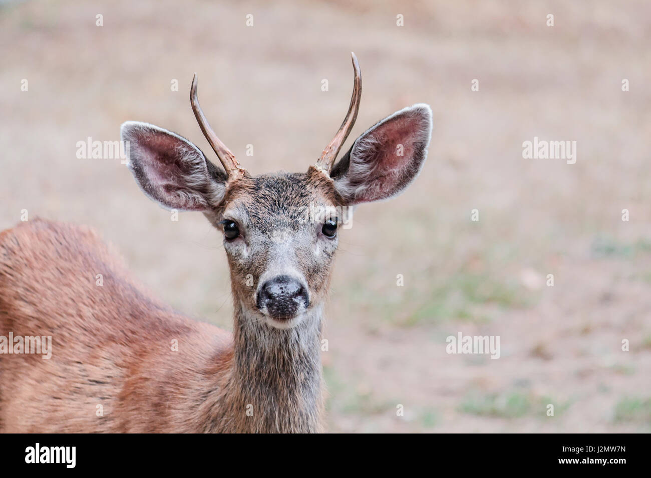 A two year-old male Columbian black-tailed deer, with two small spike antlers, stares attentively at the photographer. Stock Photo