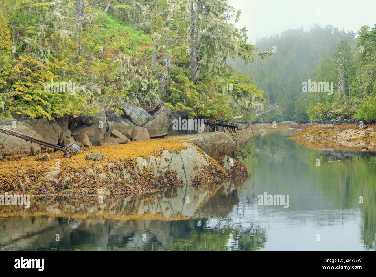 Rock and seaweeds on the shoreline are reflected in the water on an overcast, misty morning in British Columbia's Great Bear Rainforest. Stock Photo
