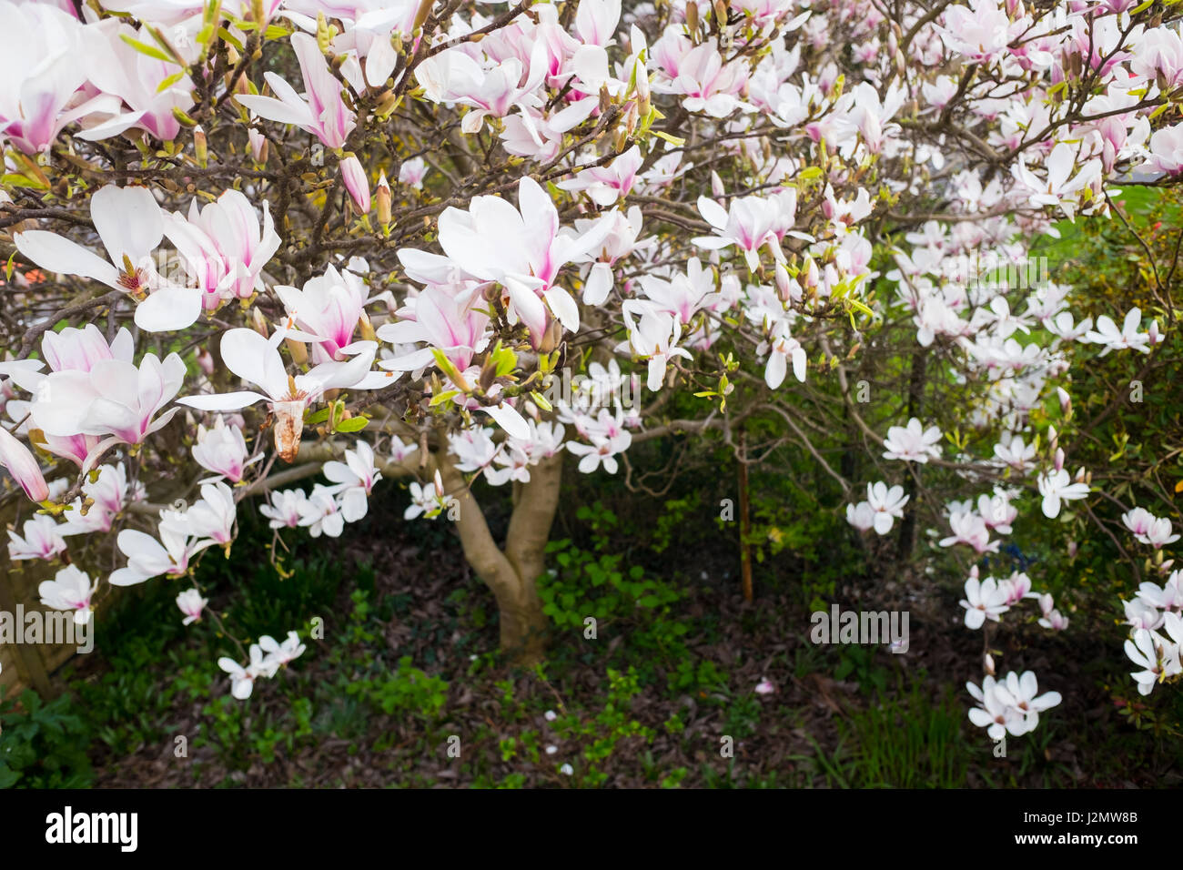 Aerial View of White and Pink Magnolia Flowers in Garden Stock Photo ...