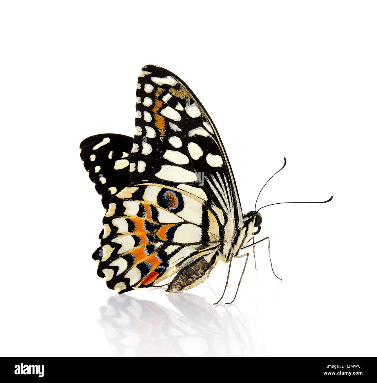 butterfly isolated on white background Stock Photo - Alamy