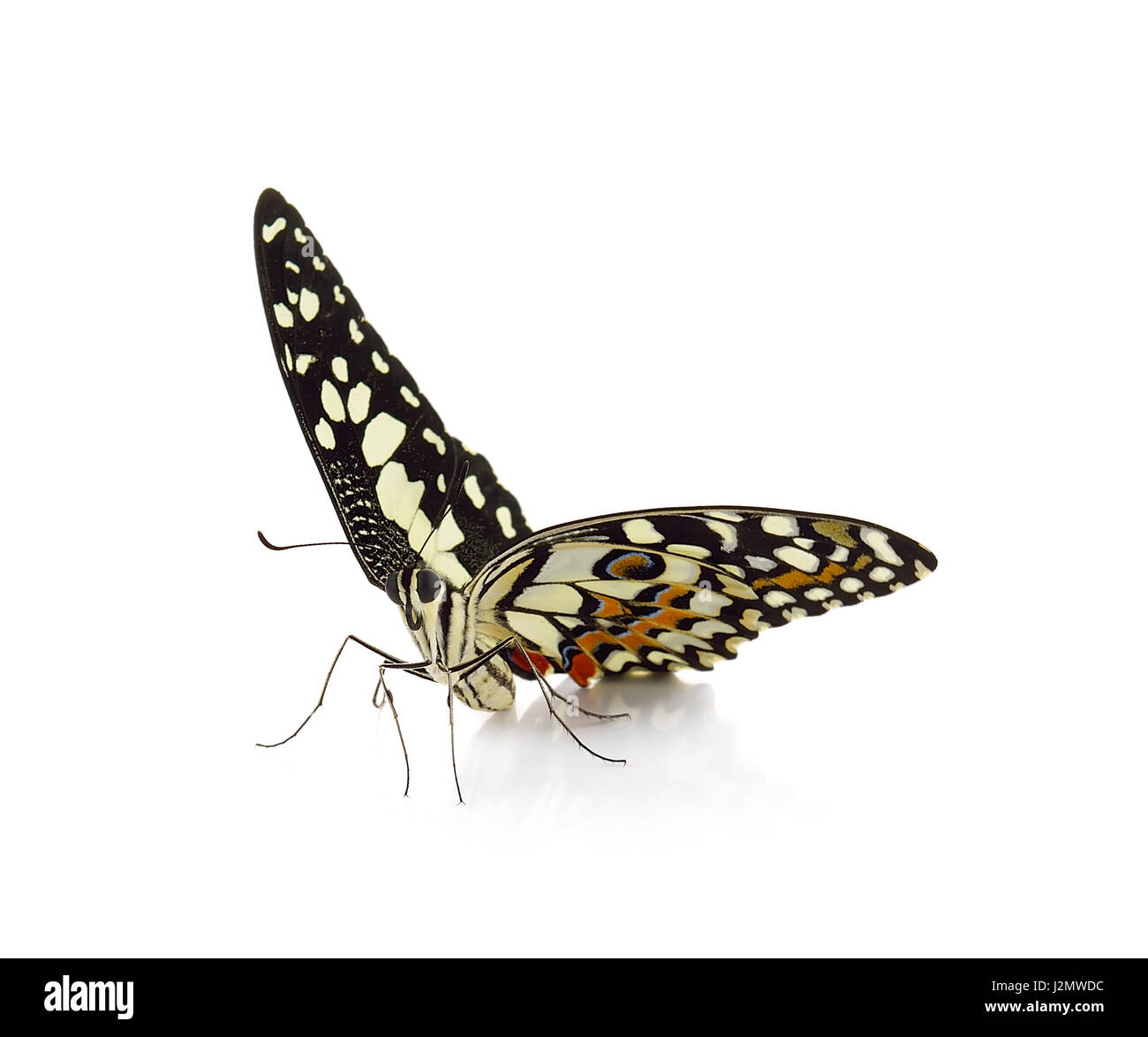 butterfly isolated on white background Stock Photo - Alamy