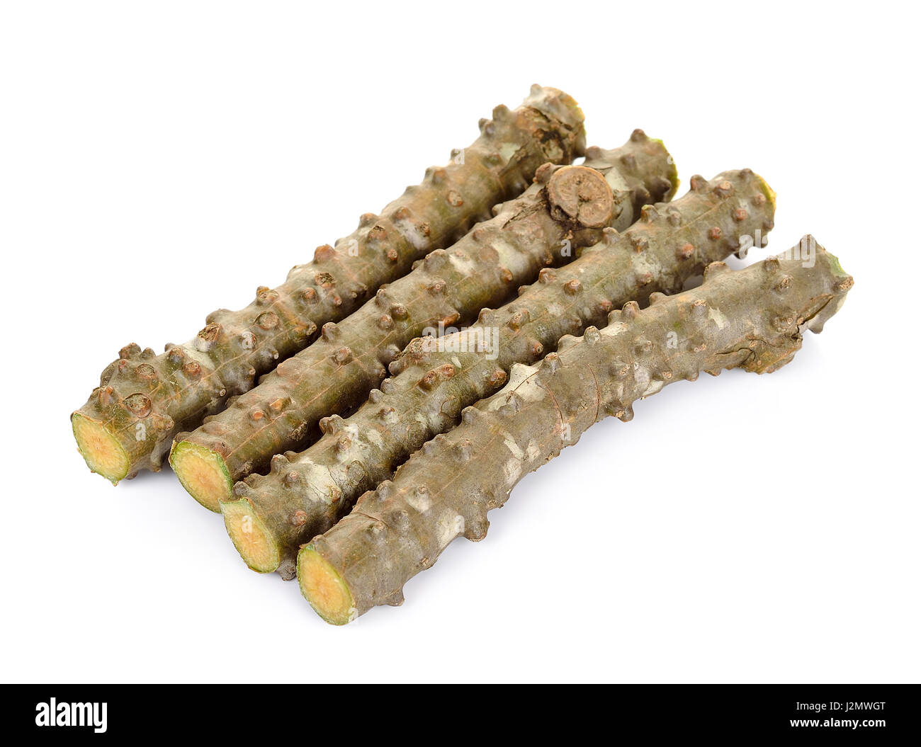 Tinospora cordifolia hi-res stock photography and images - Alamy