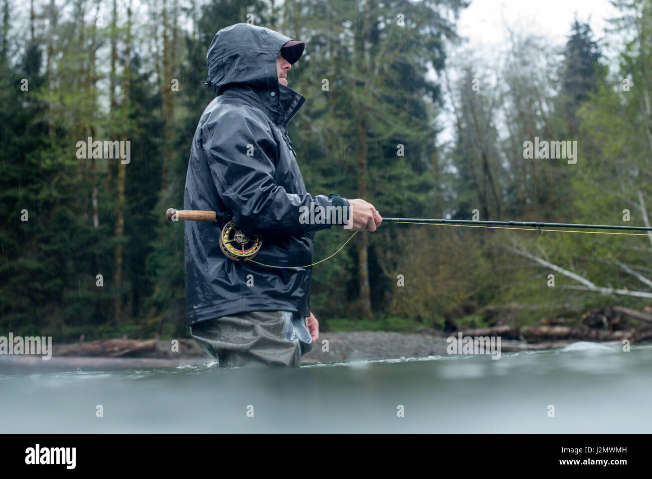 Angler Fly Fishing for Steelhead on the Queets River, Olympic Peninsula, Washington Stock Photo