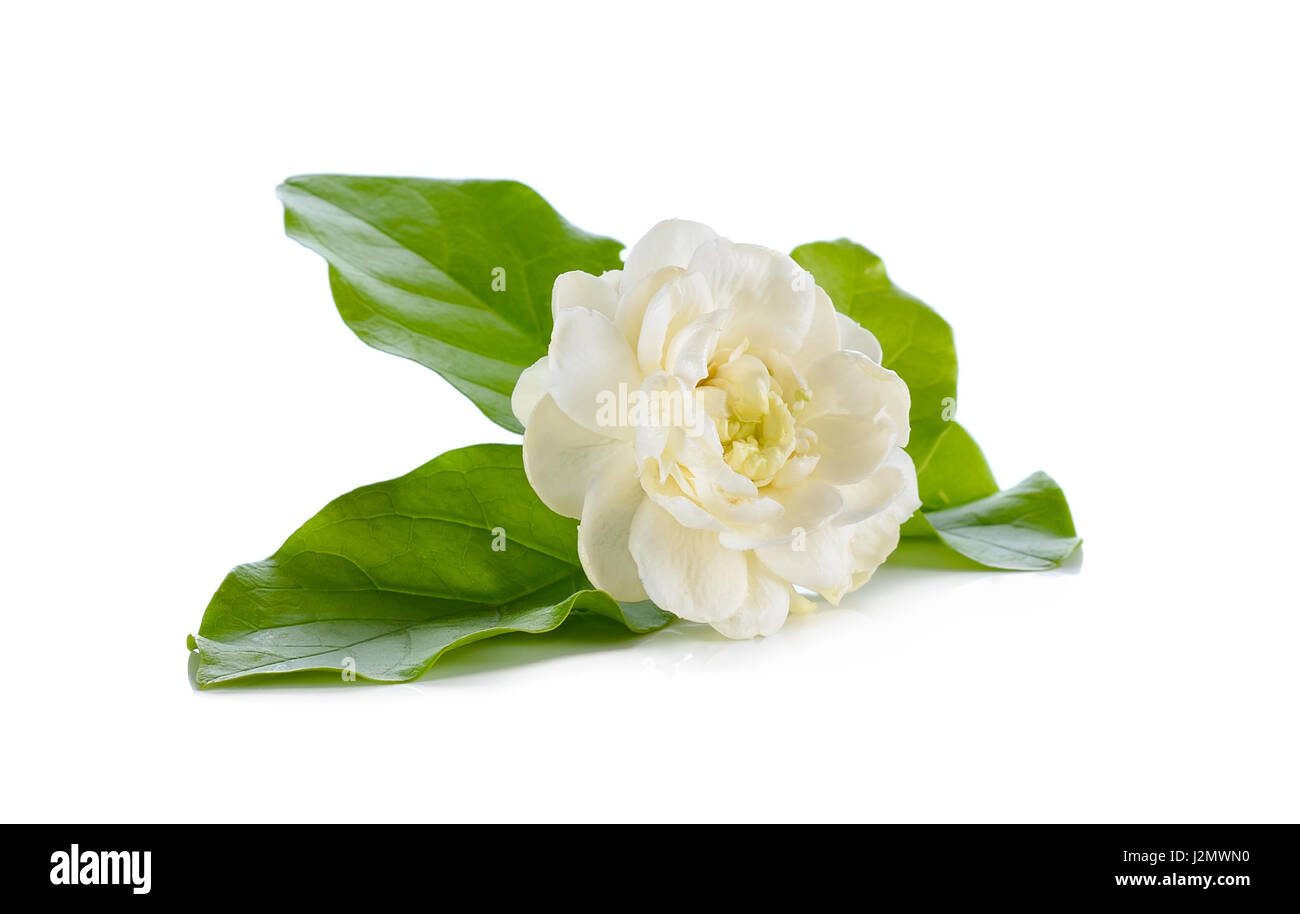 Jasmine flower isolated on white background Stock Photo - Alamy