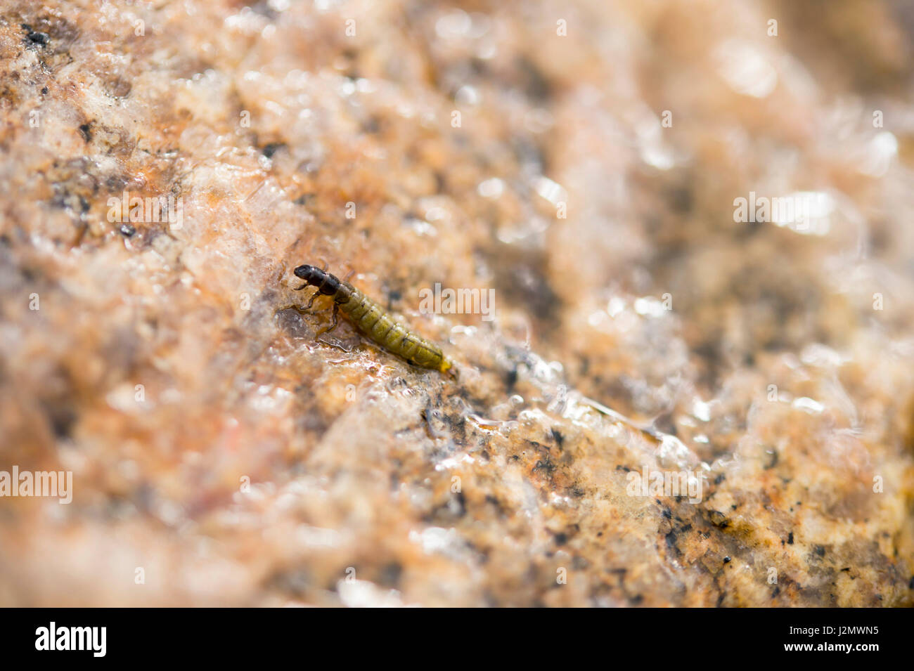 Caddis Larvae Stock Photo