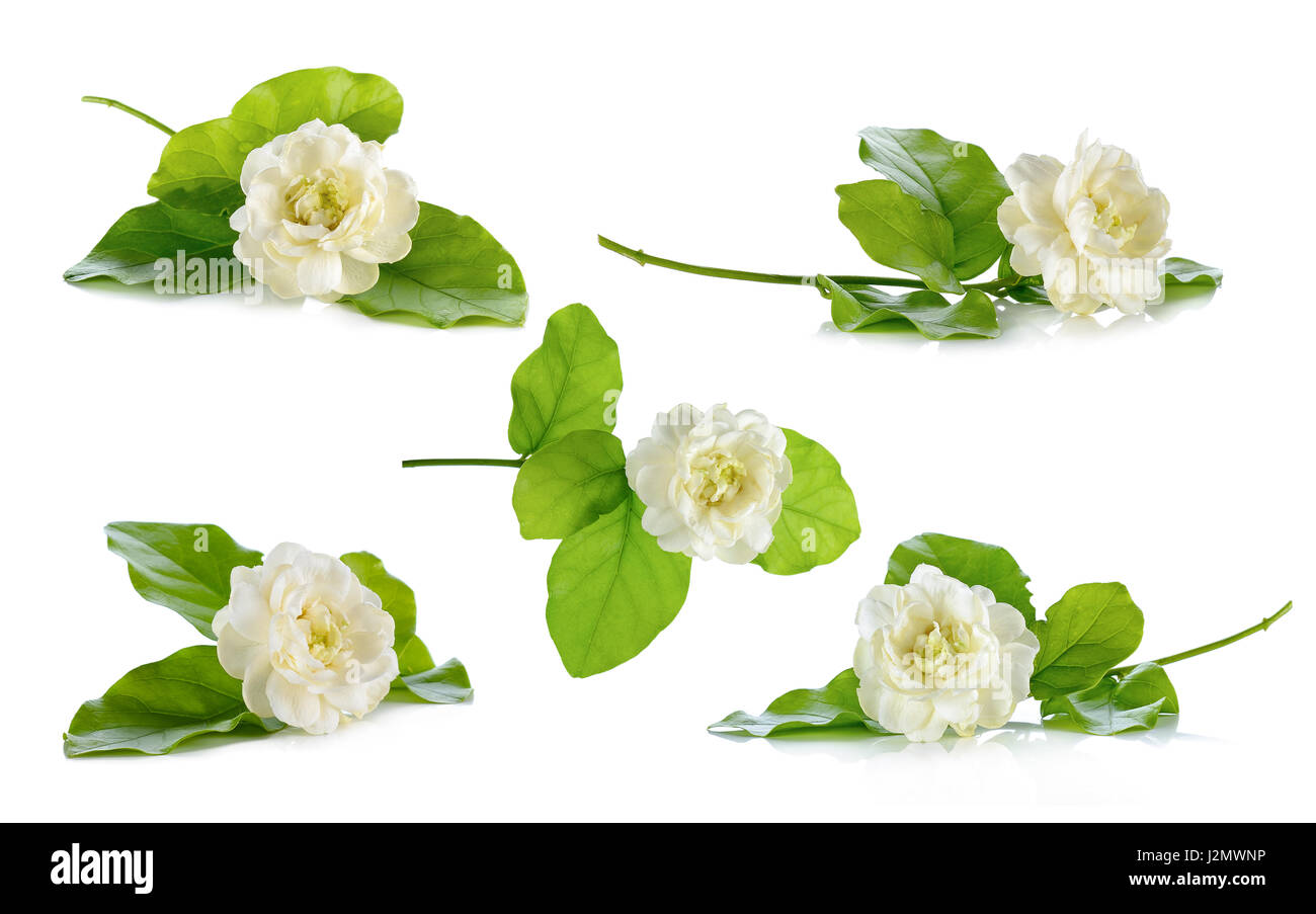 Jasmine flower isolated on the white background Stock Photo - Alamy