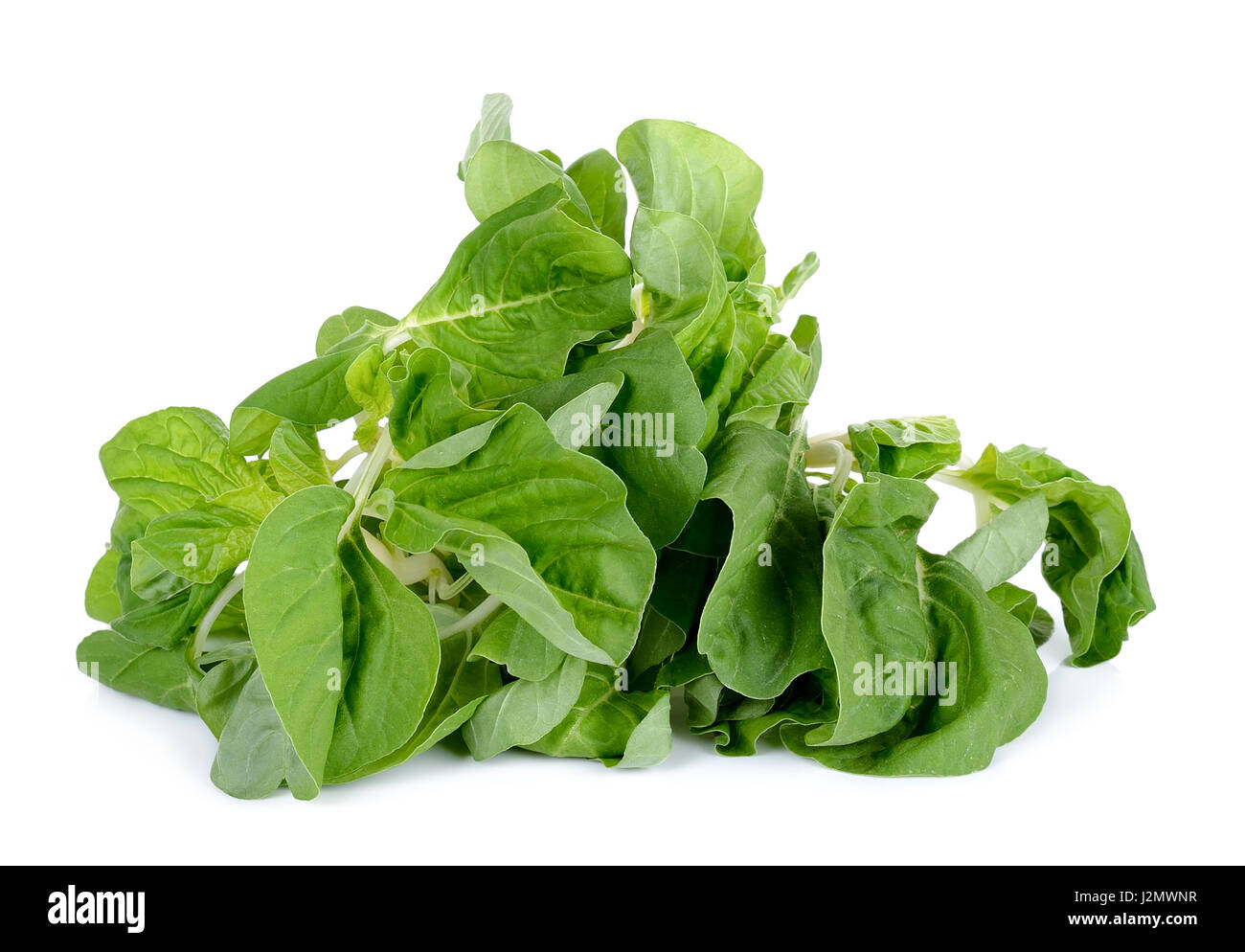 fresh spinach isolated on the white background Stock Photo - Alamy