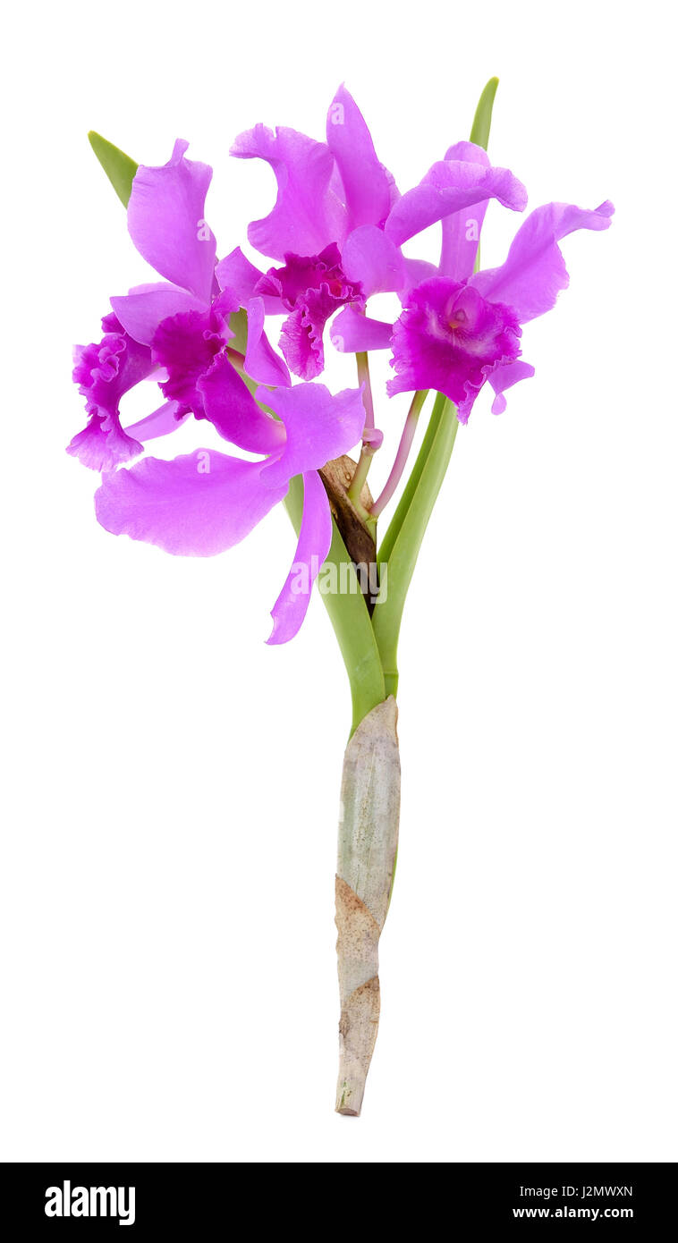 Orchid flower isolated on the white background Stock Photo - Alamy