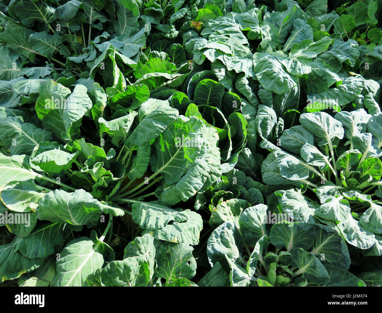 Fresh green spinach in a field Stock Photo Alamy
