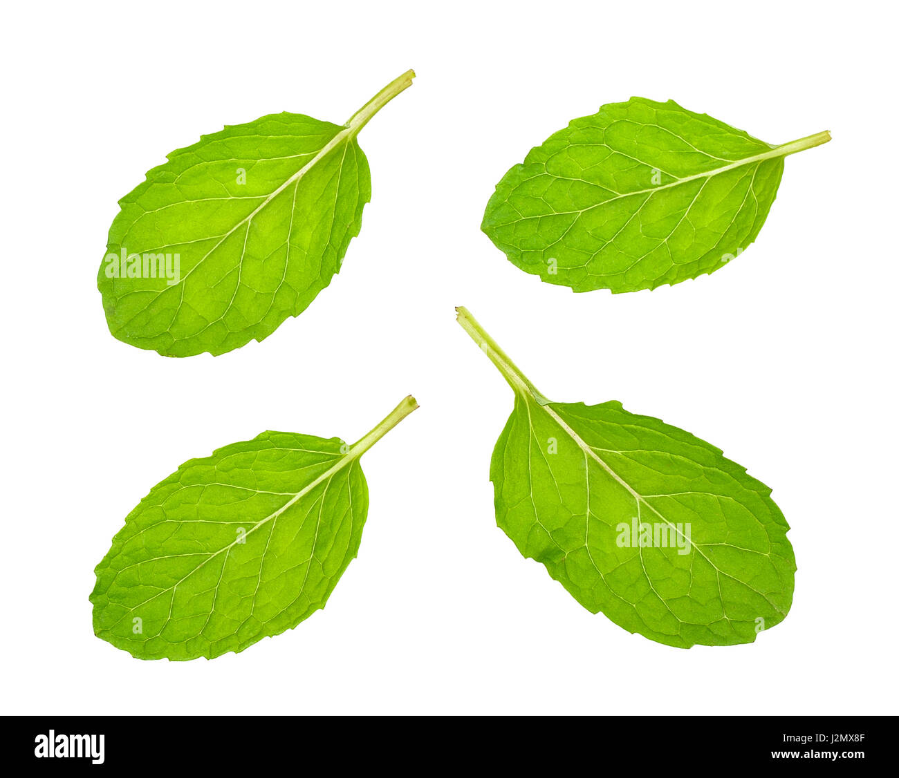 peppermint isolated on the white background Stock Photo - Alamy