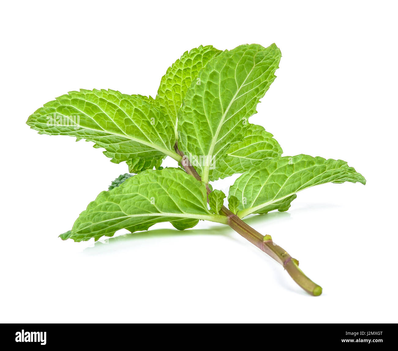 peppermint isolated on the white background Stock Photo - Alamy