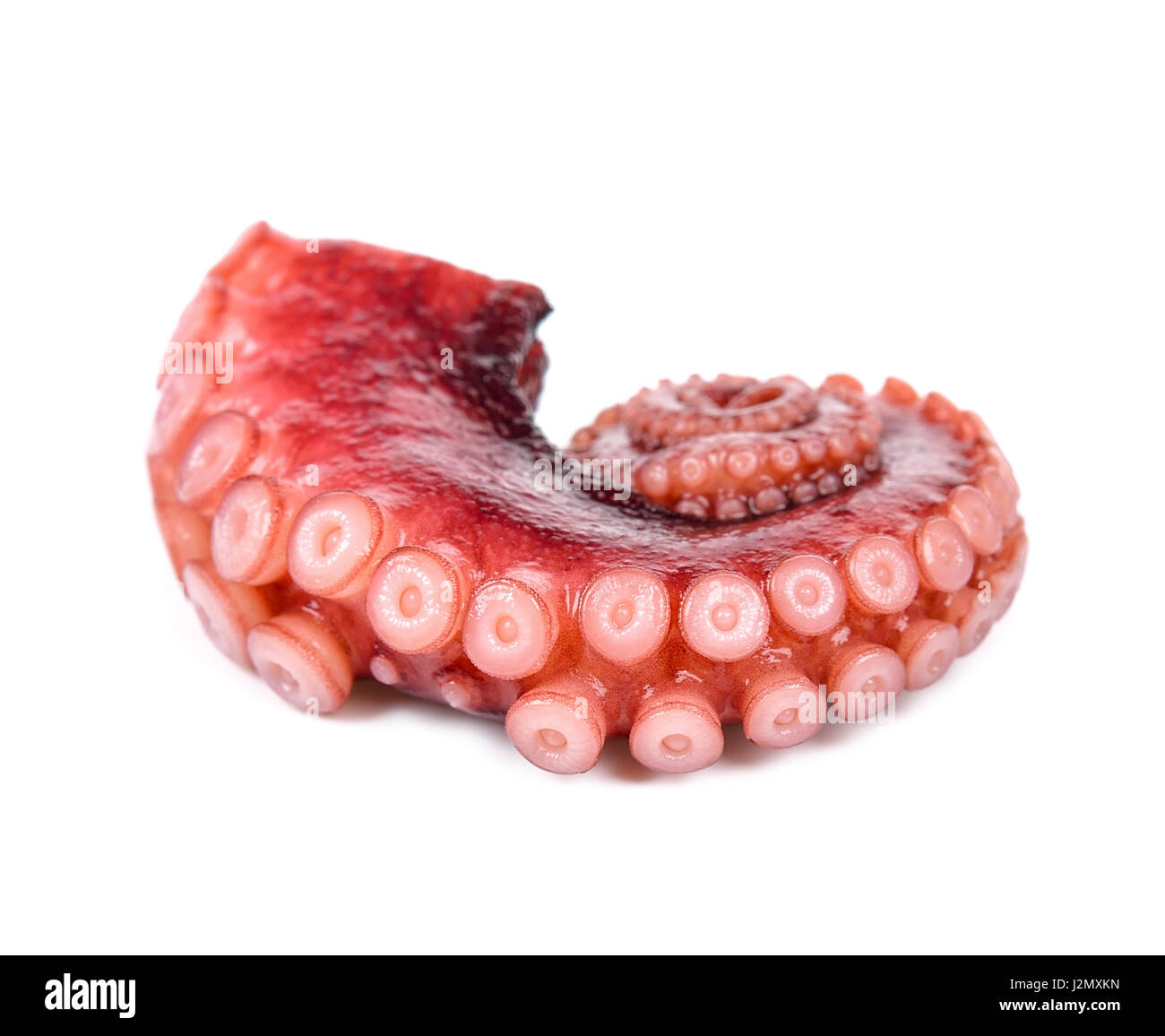 Tentacles of octopus isolated on white background Stock Photo - Alamy