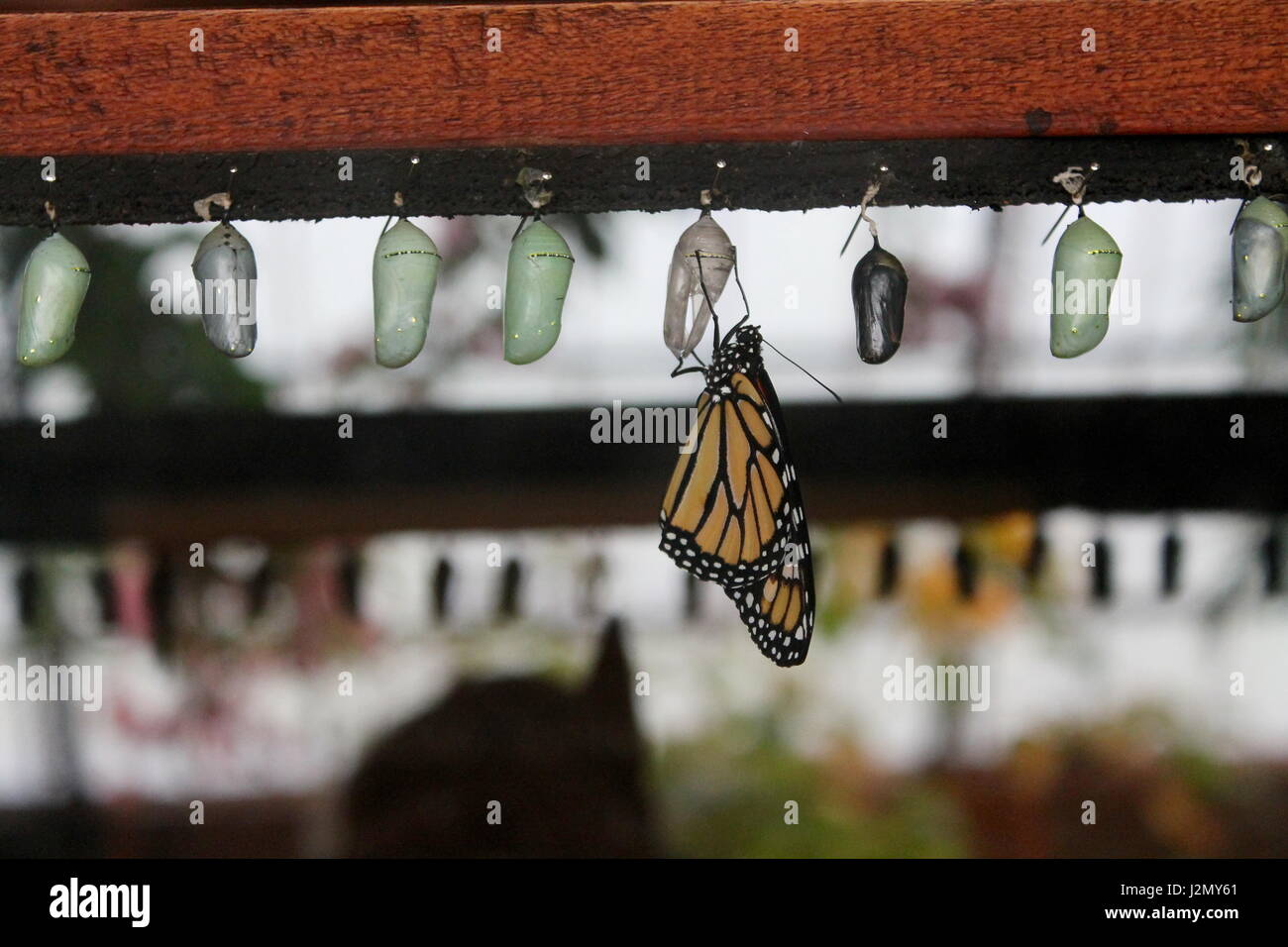 Baby monarch butterfly with empty cocoon hires stock photography and images Alamy