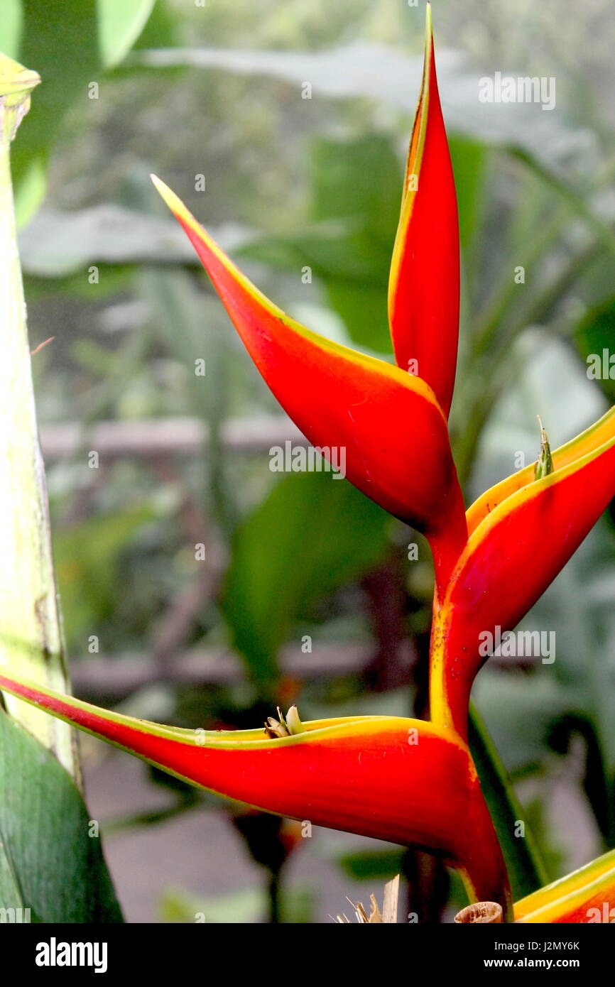 Deep red heliconia in rainforest hires stock photography and images