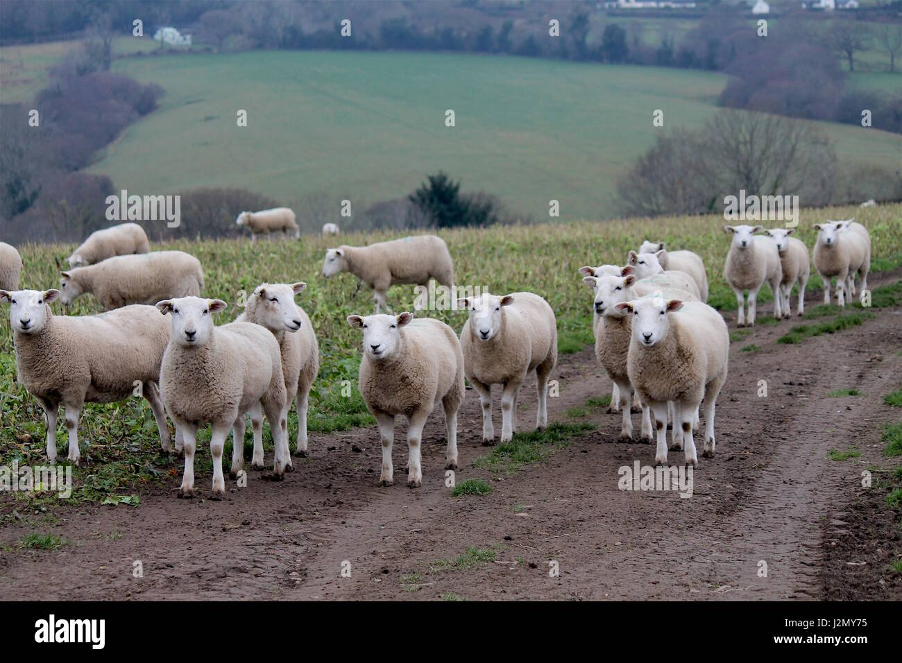 Wicklow Mountain Sheep Stock Photo