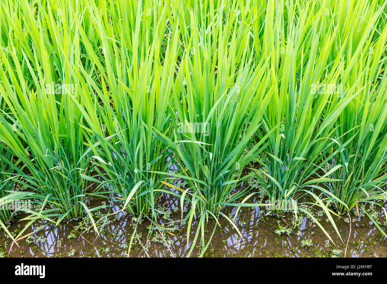 Rice filed filled with water, showing long green leaves of rice plants Stock Photo