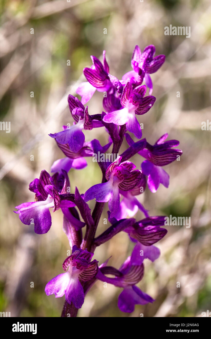 Green-winged Orchid, Akamas Peninsula, Paphos, Cyprus. Stock Photo