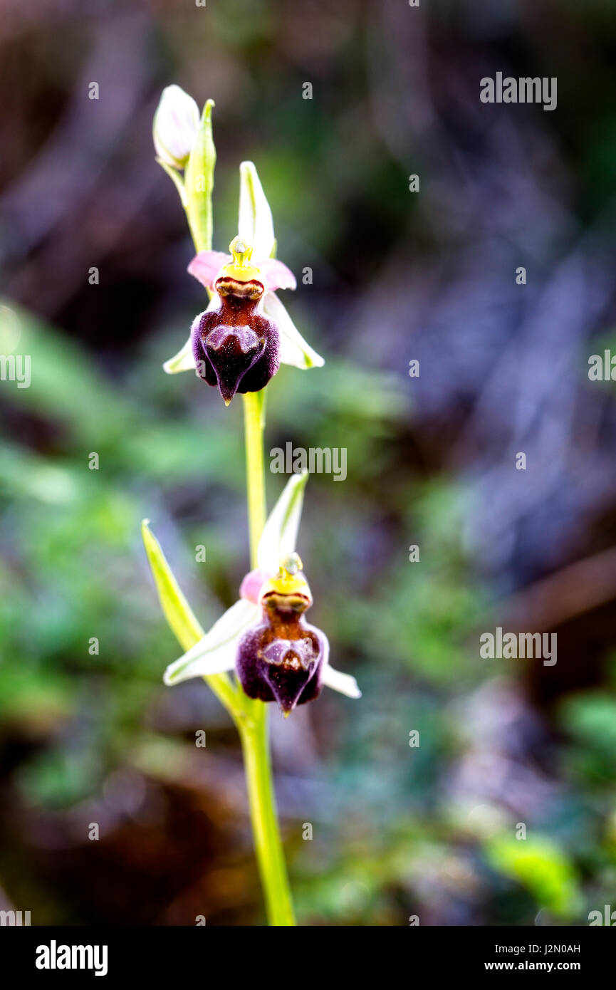 Ophrys elegans, an endemic orchid, Akamas Peninsula, Paphos, Cyprus. Stock Photo