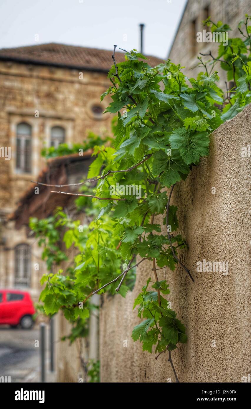 GIRUVI 「Grow on the Wall」Gracilius Vines of Green Ivy Crawling on the Brick Wall Stock Image