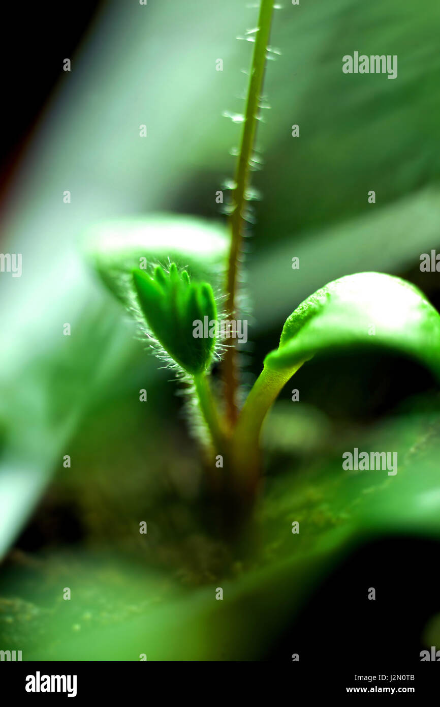 Plant root hairs hi-res stock photography and images - Alamy