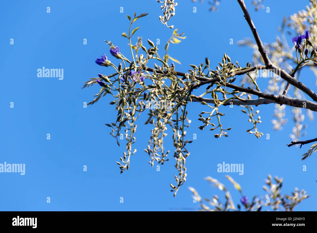violet flowers on a branch Stock Photo