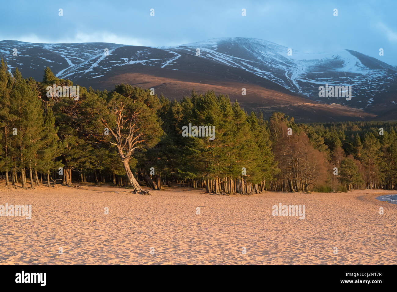 Aviemore highland wildlife park hires stock photography and images Alamy