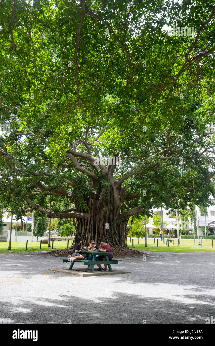 Huge old Banyan Tree, Port Douglas, Far North Queensland, FNQ, QLD, Australia Stock Photo - Alamy Huge old Banyan Tree, Port Douglas, Far North Queensland, FNQ, QLD, Australia Stock Photo - Alamy