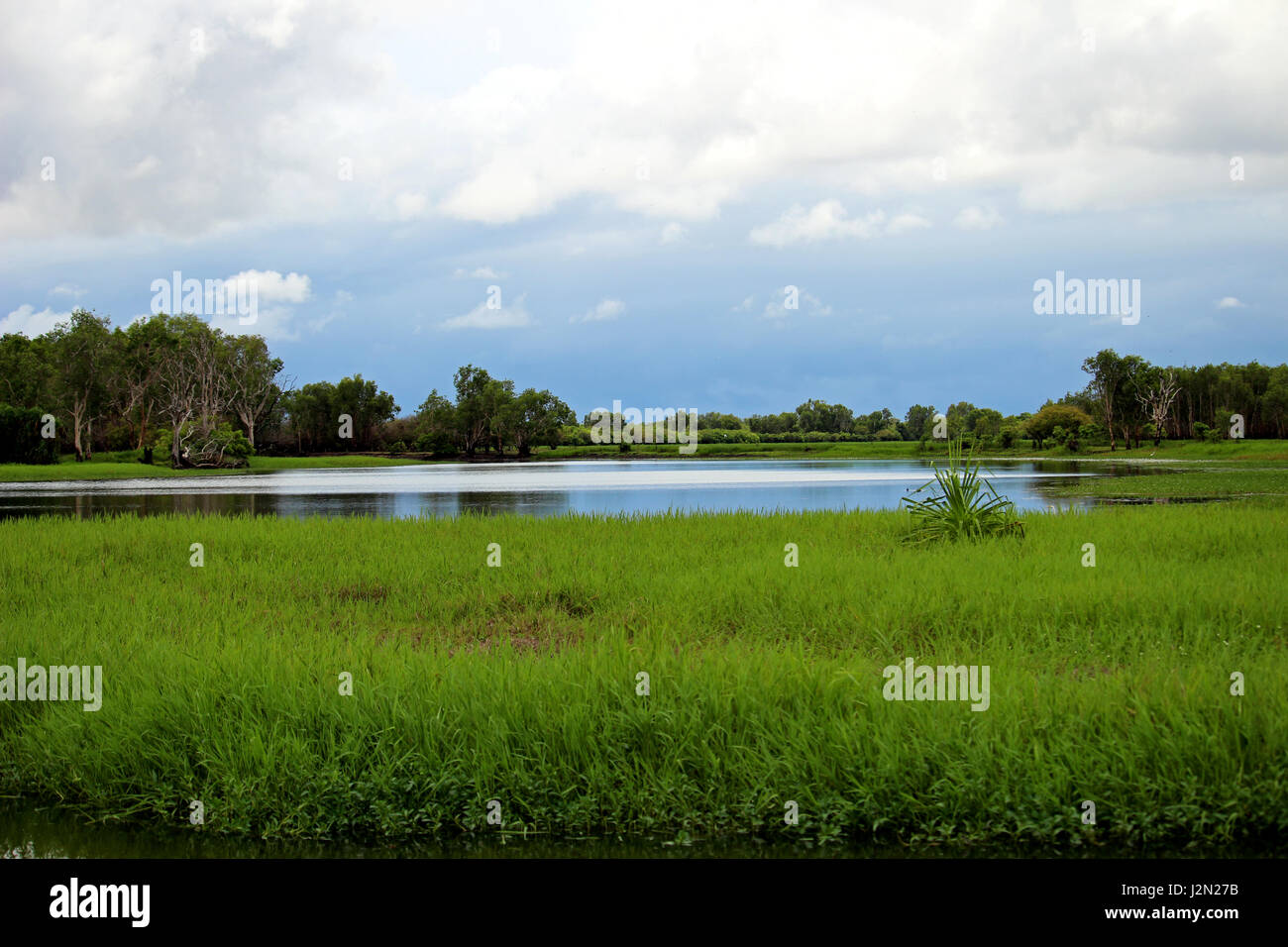 yellow water billabong in Kakadu Stock Photo Alamy