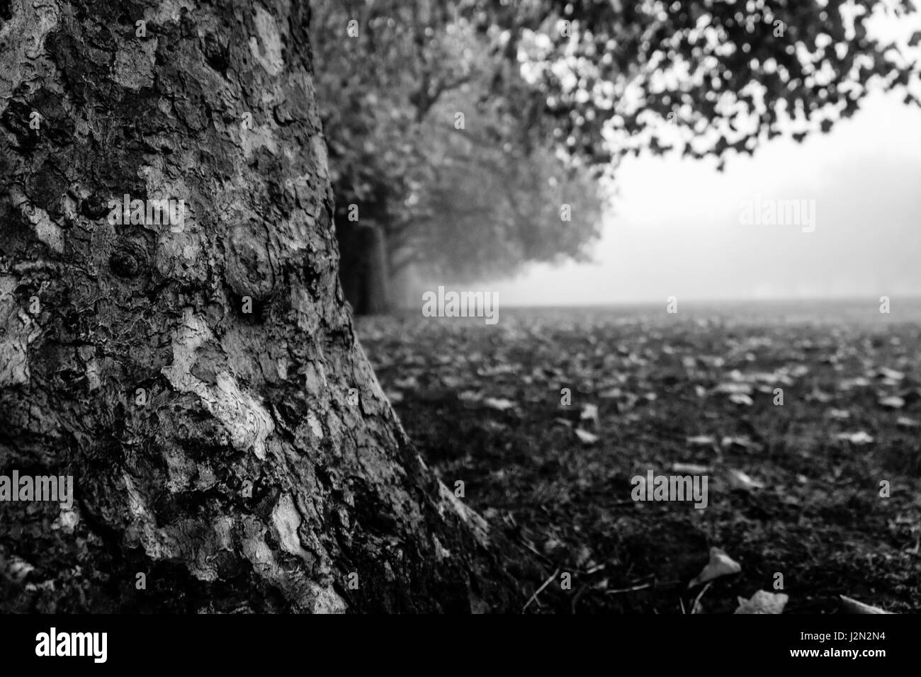 Cold london park scenic Black and White Stock Photos & Images - Alamy
