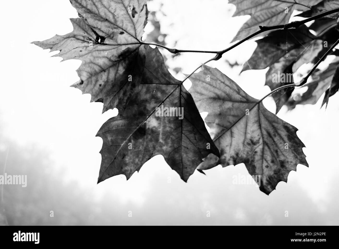Cold london park scenic Black and White Stock Photos & Images - Alamy