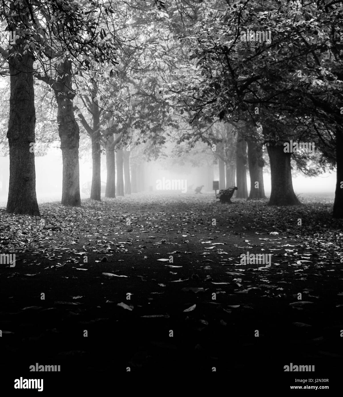 Cold london park scenic Black and White Stock Photos & Images - Alamy