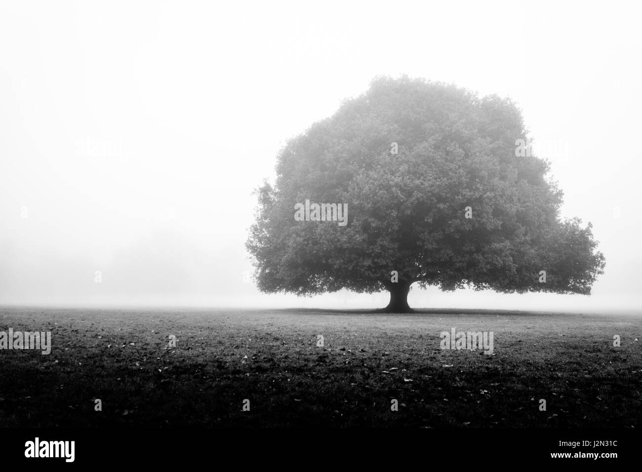 Cold london park scenic Black and White Stock Photos & Images - Alamy