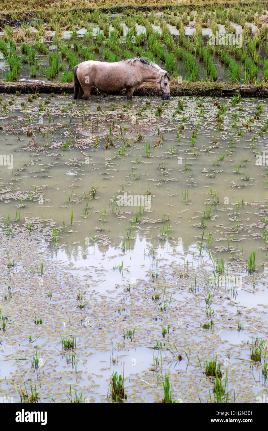 Zhaoxing, Guizhou, China, a Dong Minority Village.  Horse Eating Rice Shoots in a Rice Paddy. Stock Photo