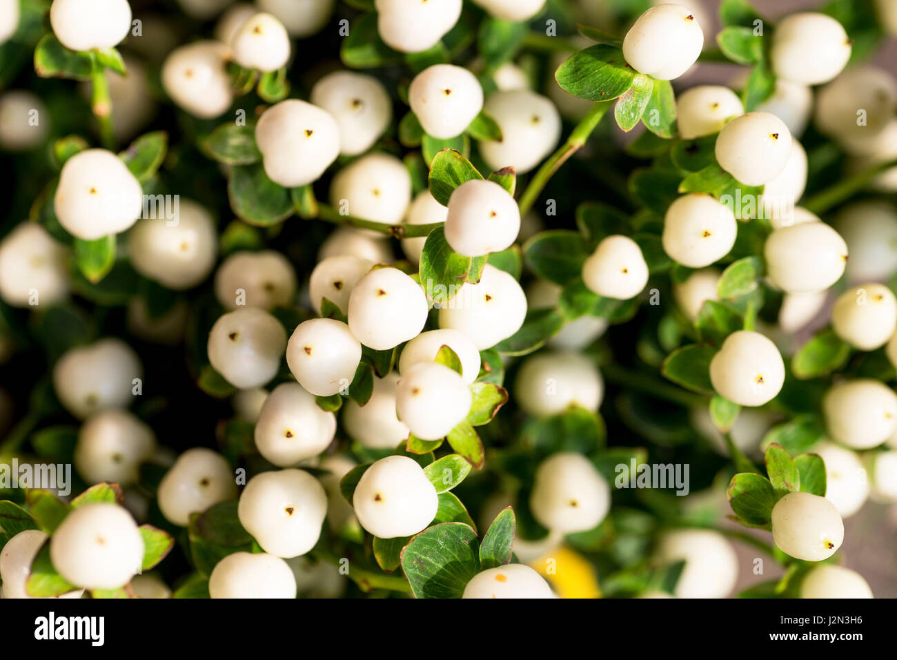 Small white bud flowers in flowers market, Hong Kong Stock Photo Alamy