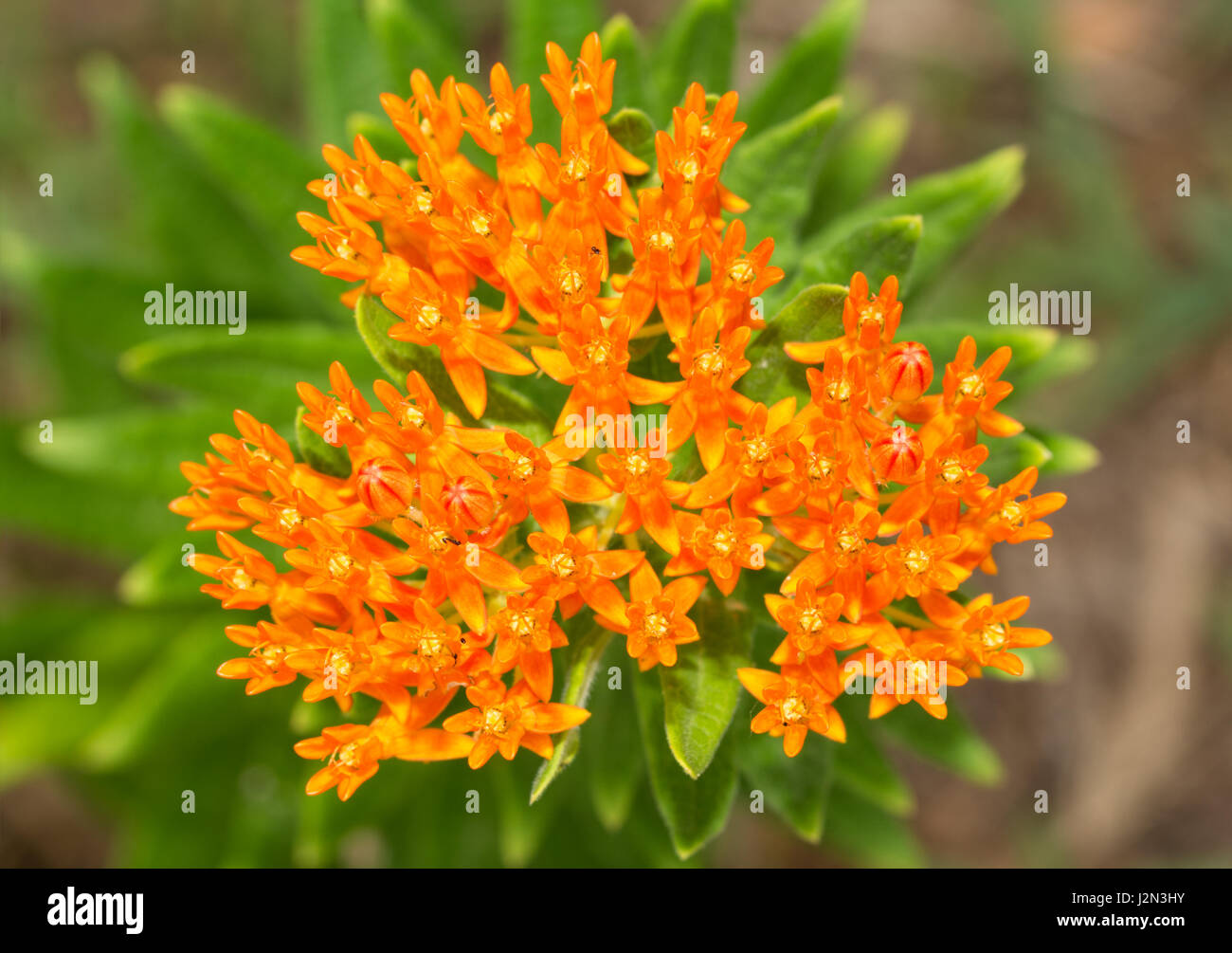 Beautiful bright orange Butterfly weed, a milkweed and main foodplant for Monarch butterfly caterpillars Stock Photo
