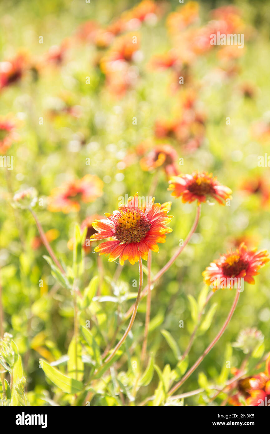 Bright red and yellow wild Blanket Flower blooming on a sunny meadow Stock Photo