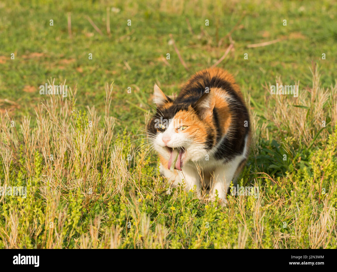 Calico cat vomiting after eating grass, likely trying to get rid of hair balls Stock Photo
