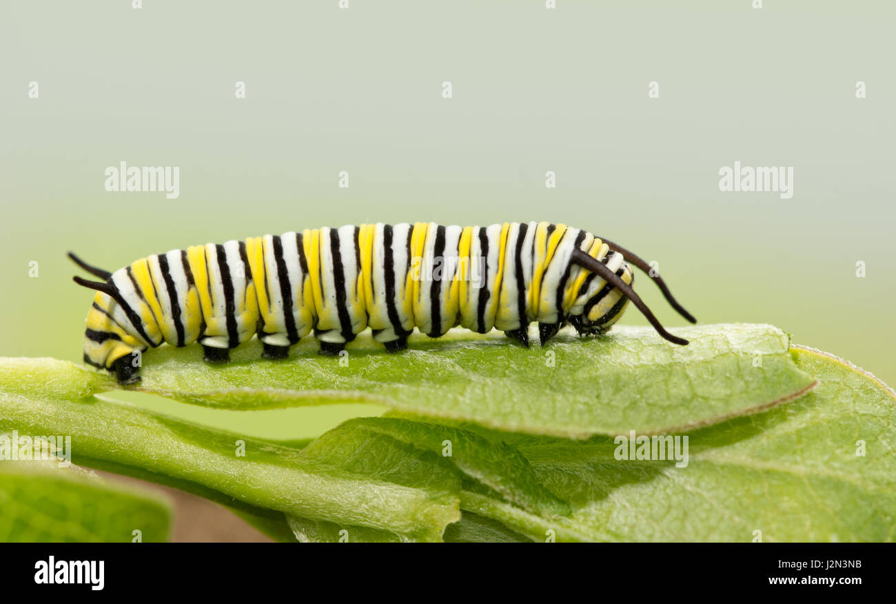 Monarch caterpillar not swallowtail hi-res stock photography and images ...