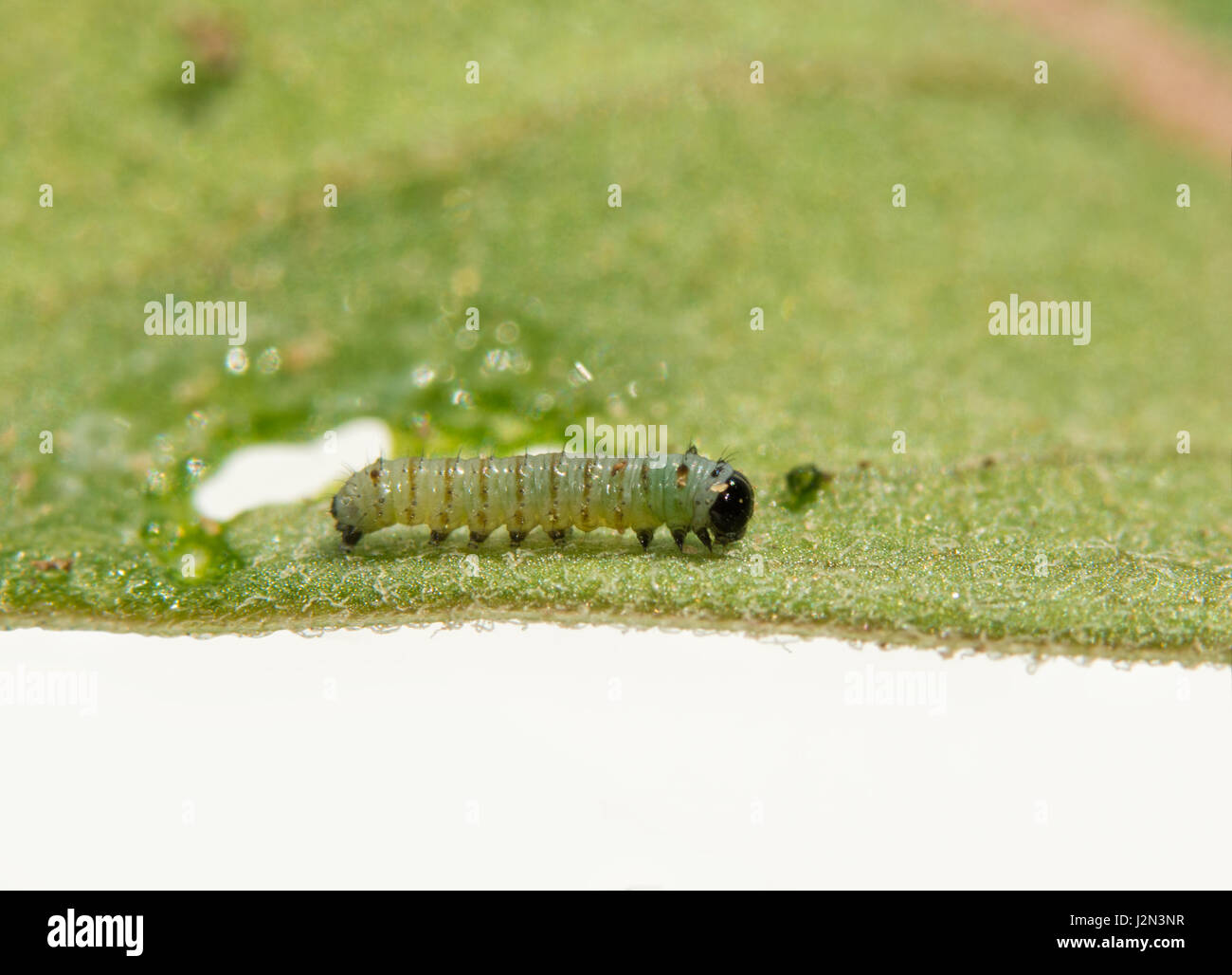 Newly hatched Monarch caterpillar on Milkweed leaf, side view, with a