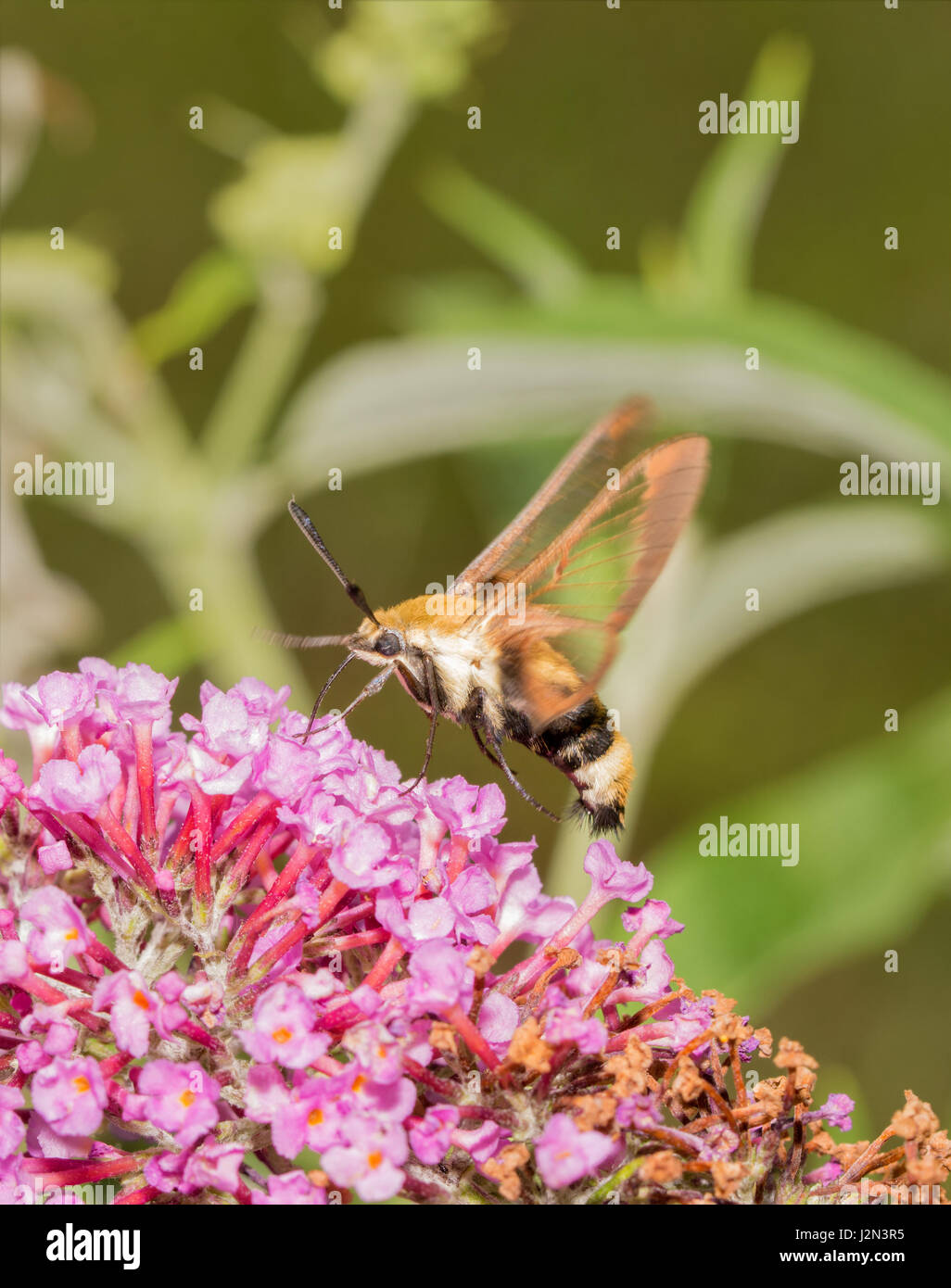 Snowberry Clearwing moth hovering and feeding on pink Buddleia blooms Stock Photo