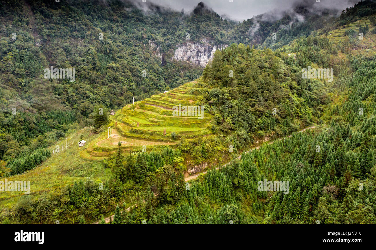 Farming rice hi-res stock photography and images - Alamy
