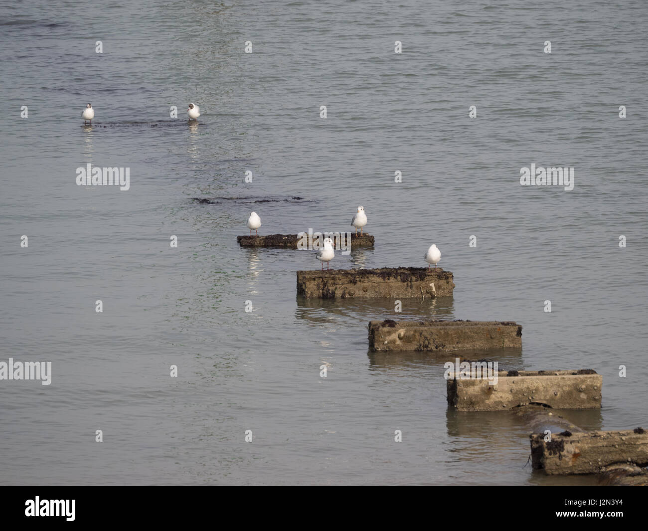 a group of pair pairs seagull seagulls birds standing resting on sequence pattern of wooden groynes at low tide in tidal coastal calm water sea coast Stock Photo