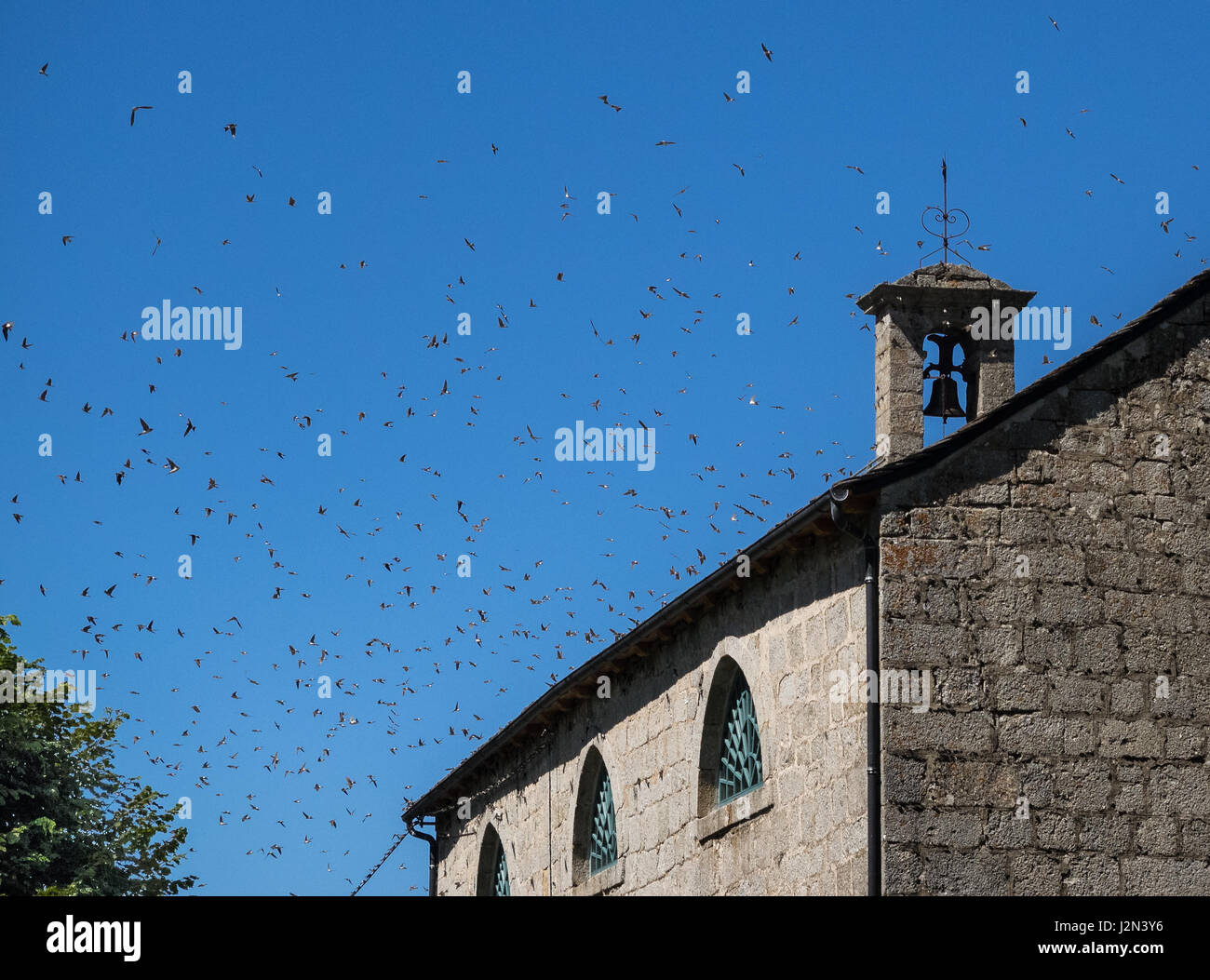 A large flock of many starlings flying soaring gliding around circling church chapel bell tower spire against clear blue sky France Stock Photo