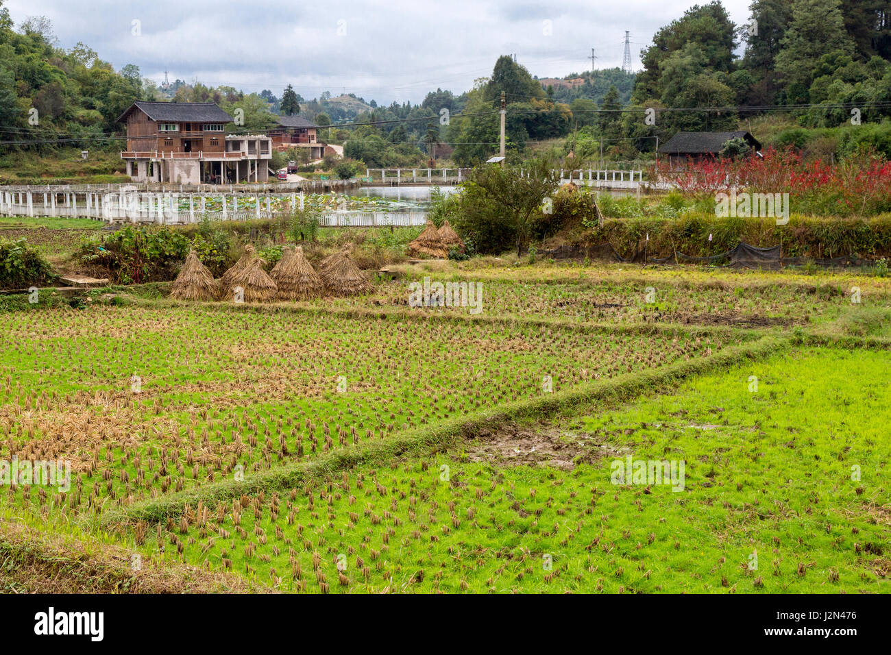 Matang, a Gejia Village in Guizhou, China.  Rice Paddy after Harvest. Stock Photo